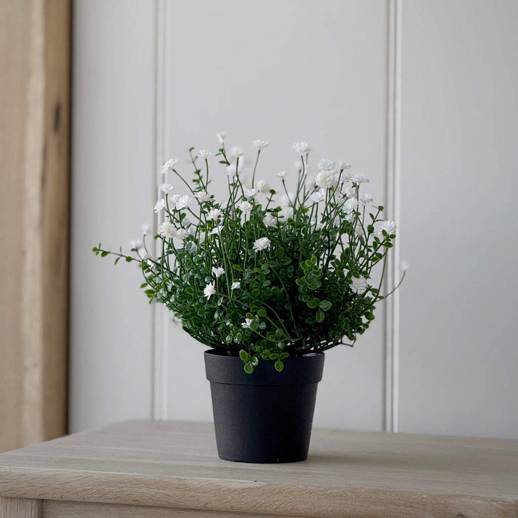 Gypsophila Bush In Pot