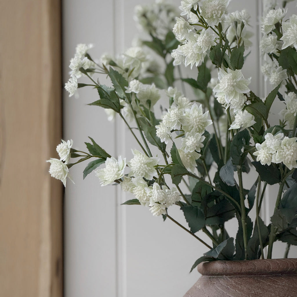Astrantia Spray