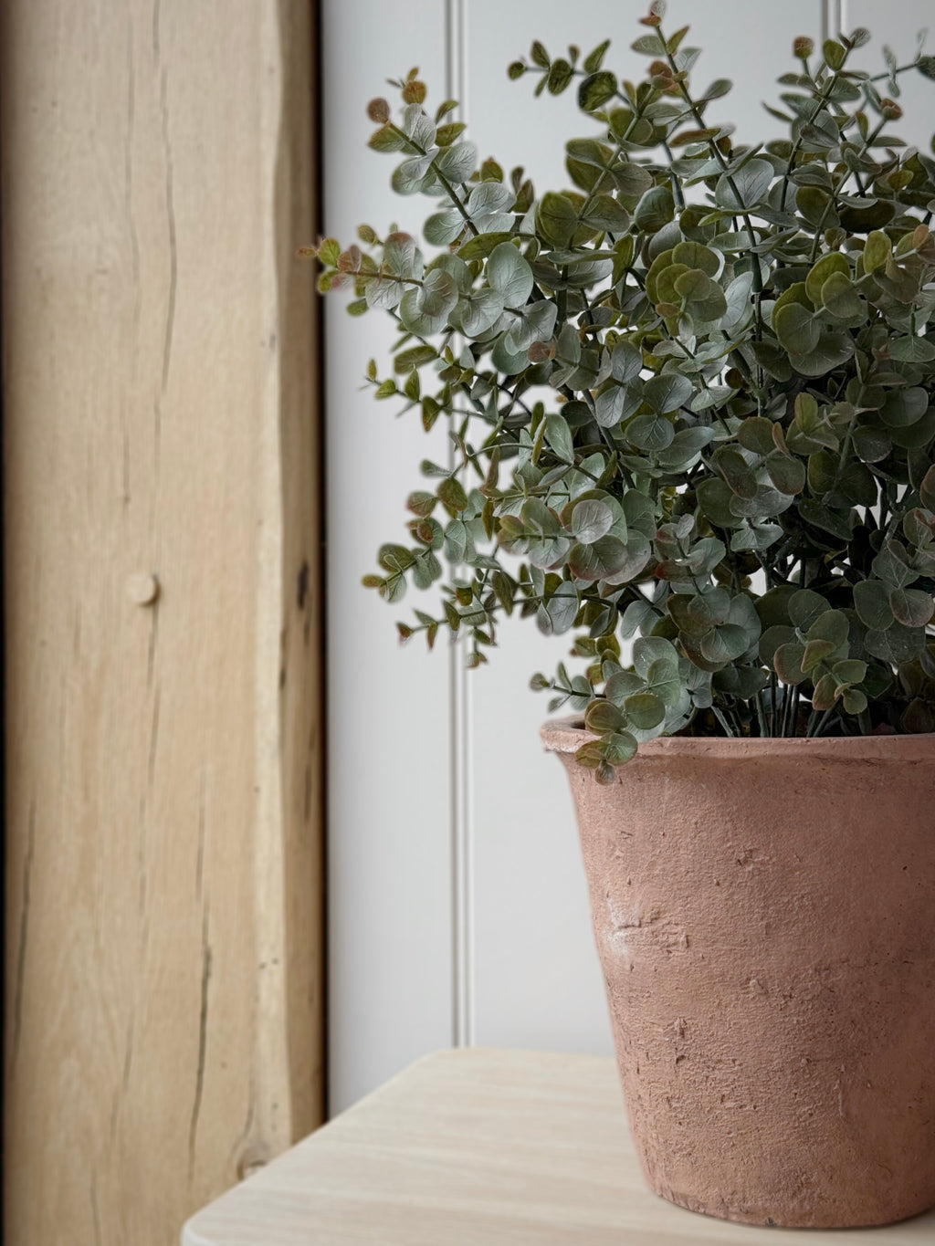 Large Potted Eucalyptus