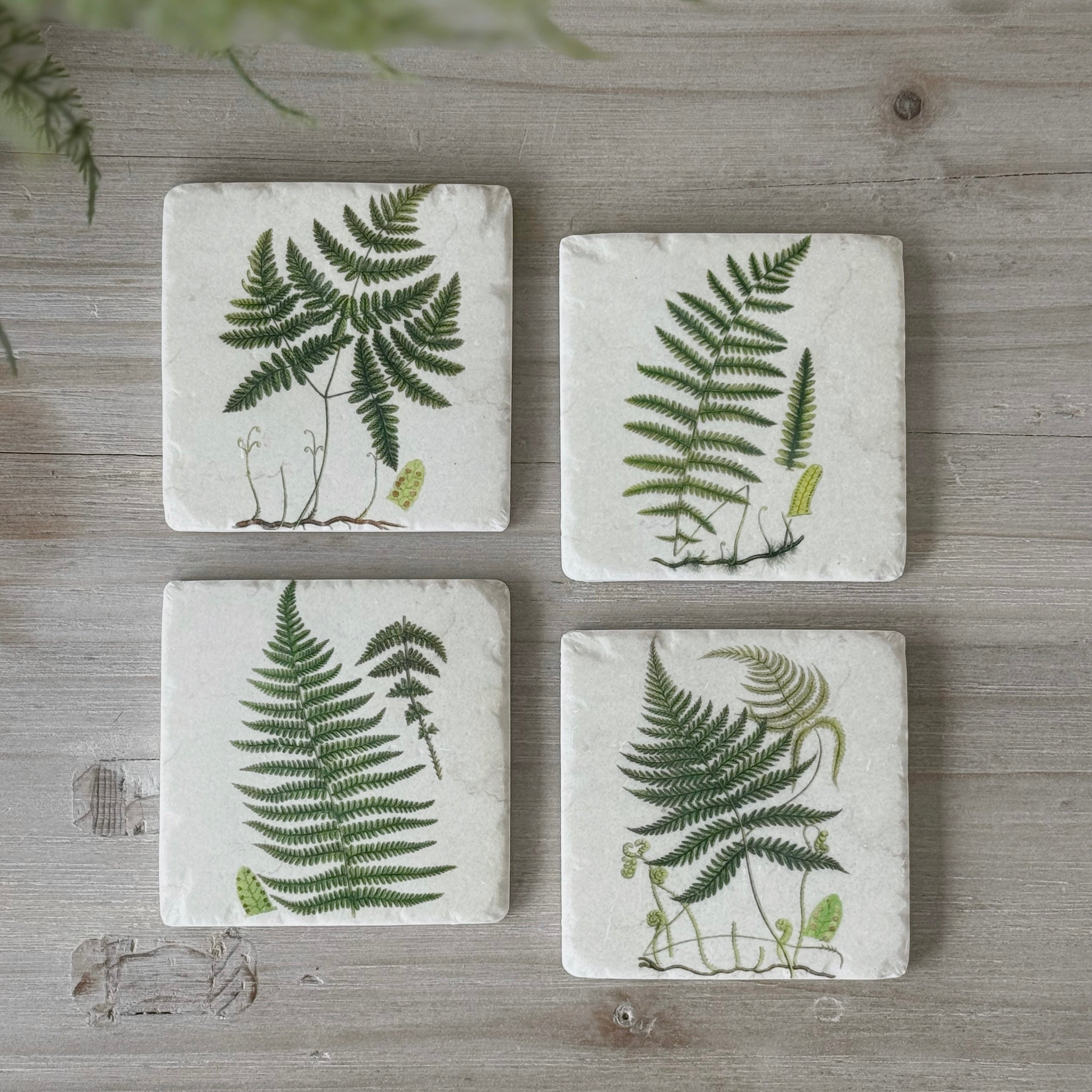 Set Of 4 Fern Coasters