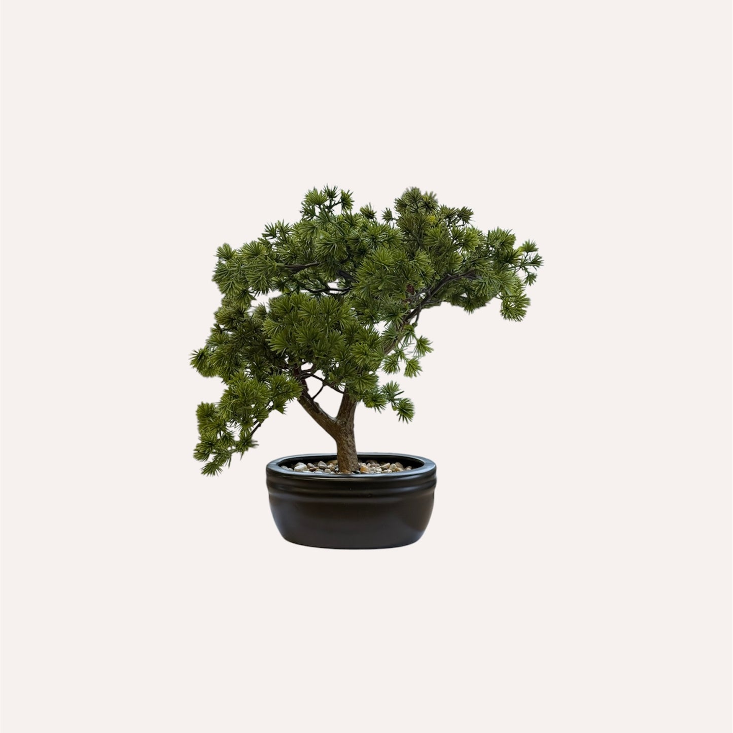 Potted Pine Bonsai Tree