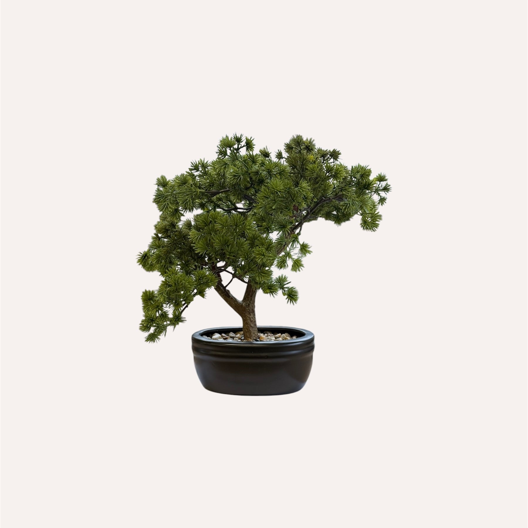 Potted Pine Bonsai Tree