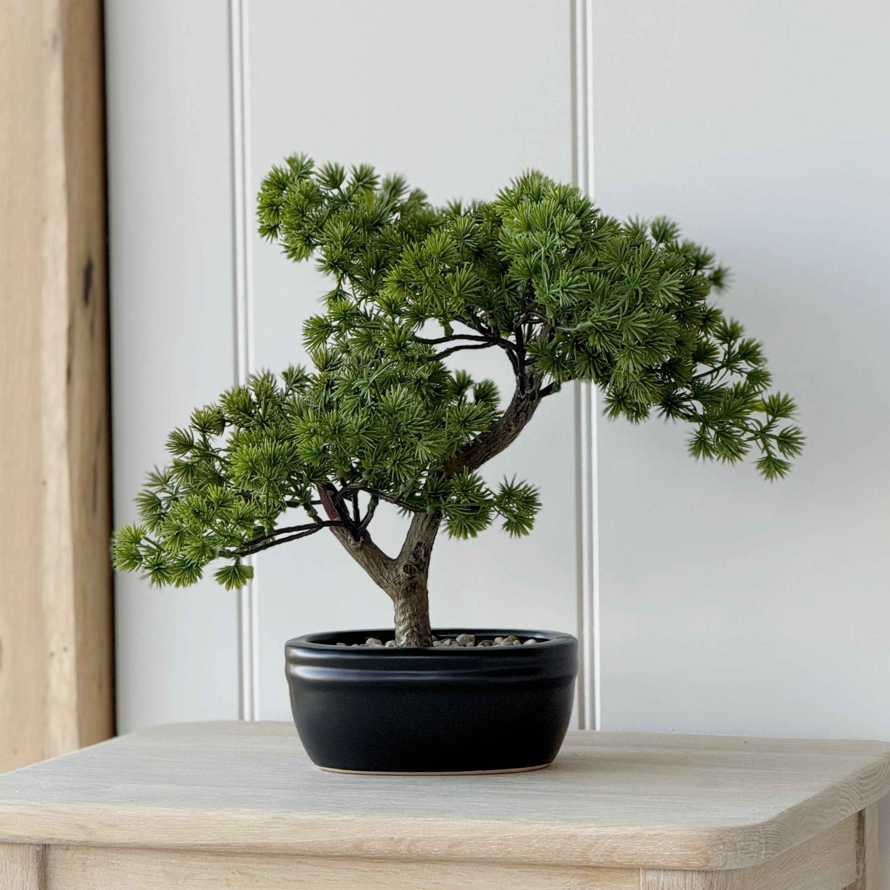 Potted Pine Bonsai Tree
