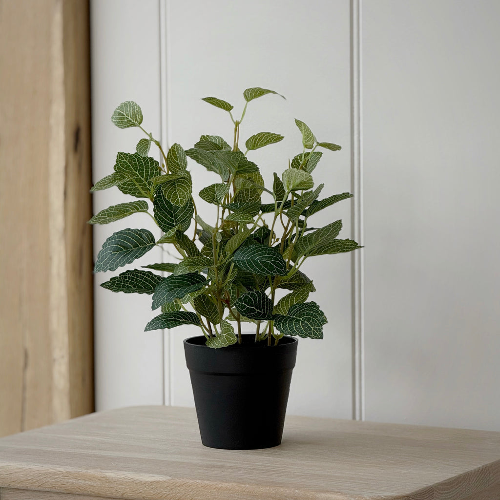 Potted Fittonia