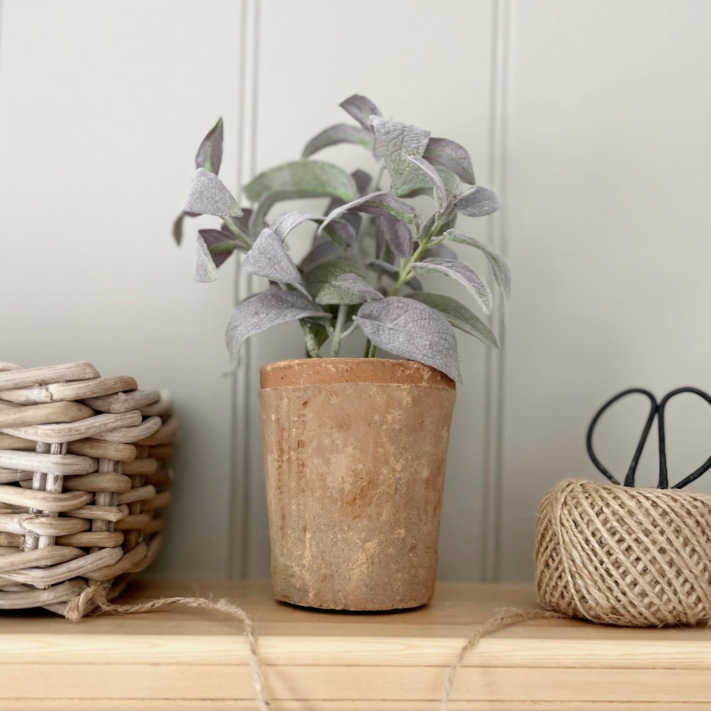 Potted Sage