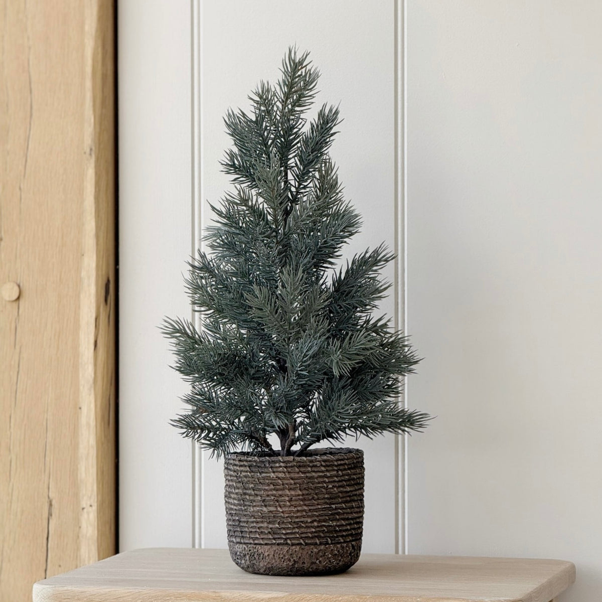Pine Tree In Clay Pot