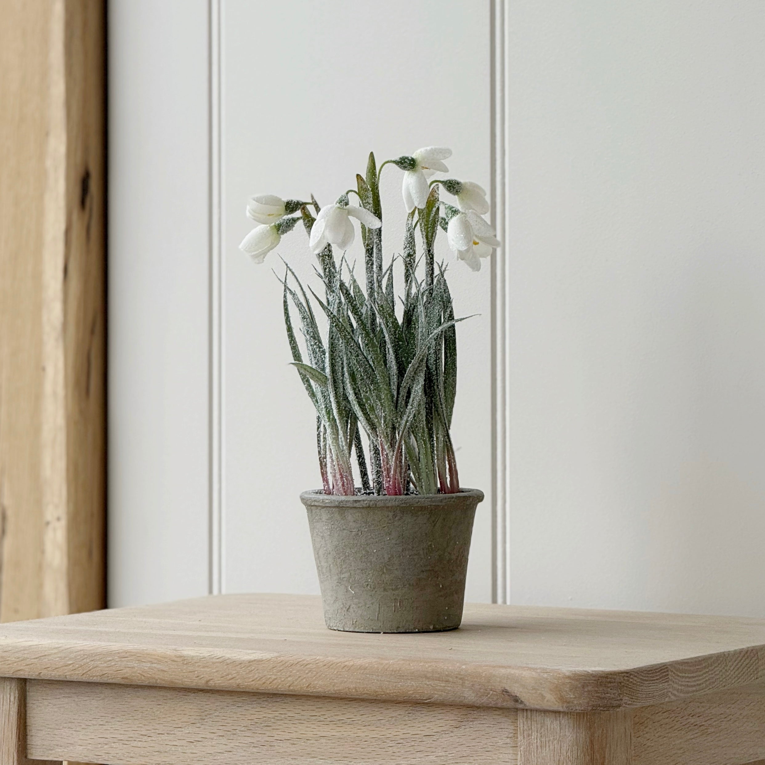 Frosted Snowdrops in Plant Pot