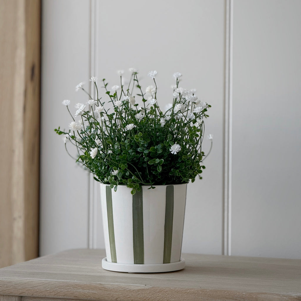 Gypsophila Bush In Pot