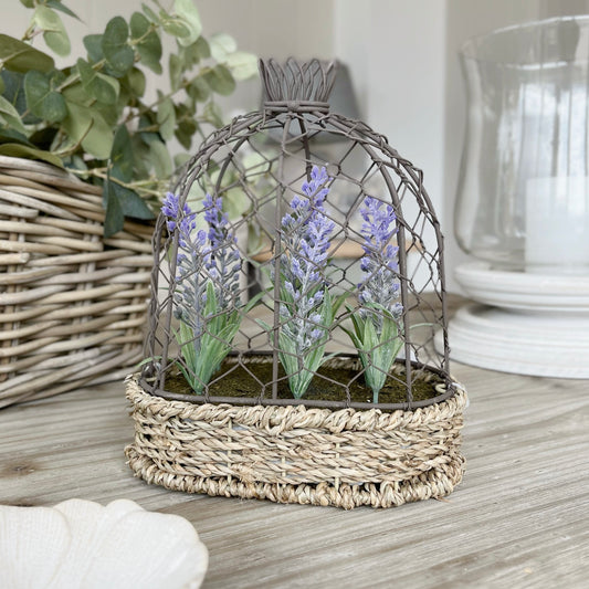 Potted Lavender in Wire Cloche