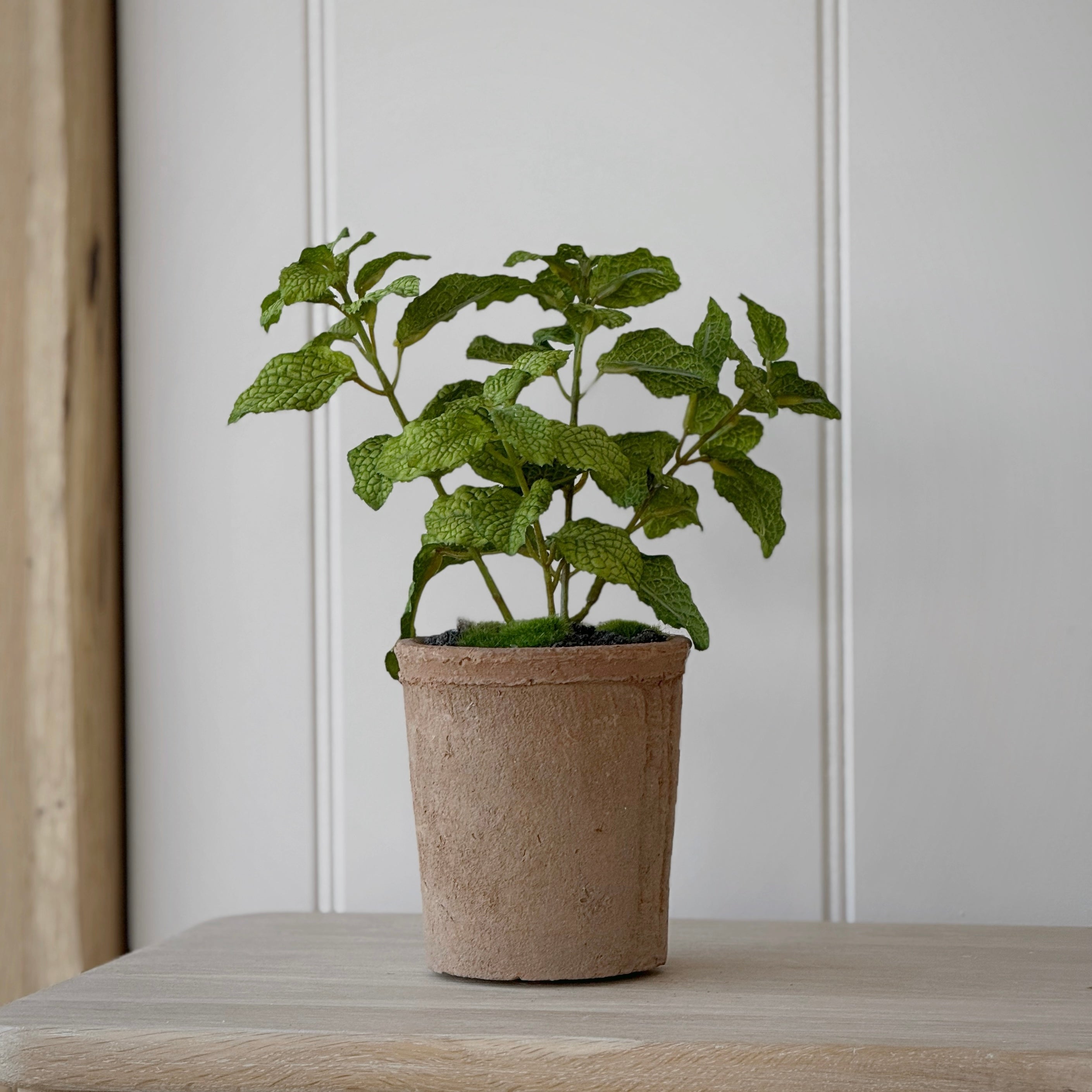Potted Mint