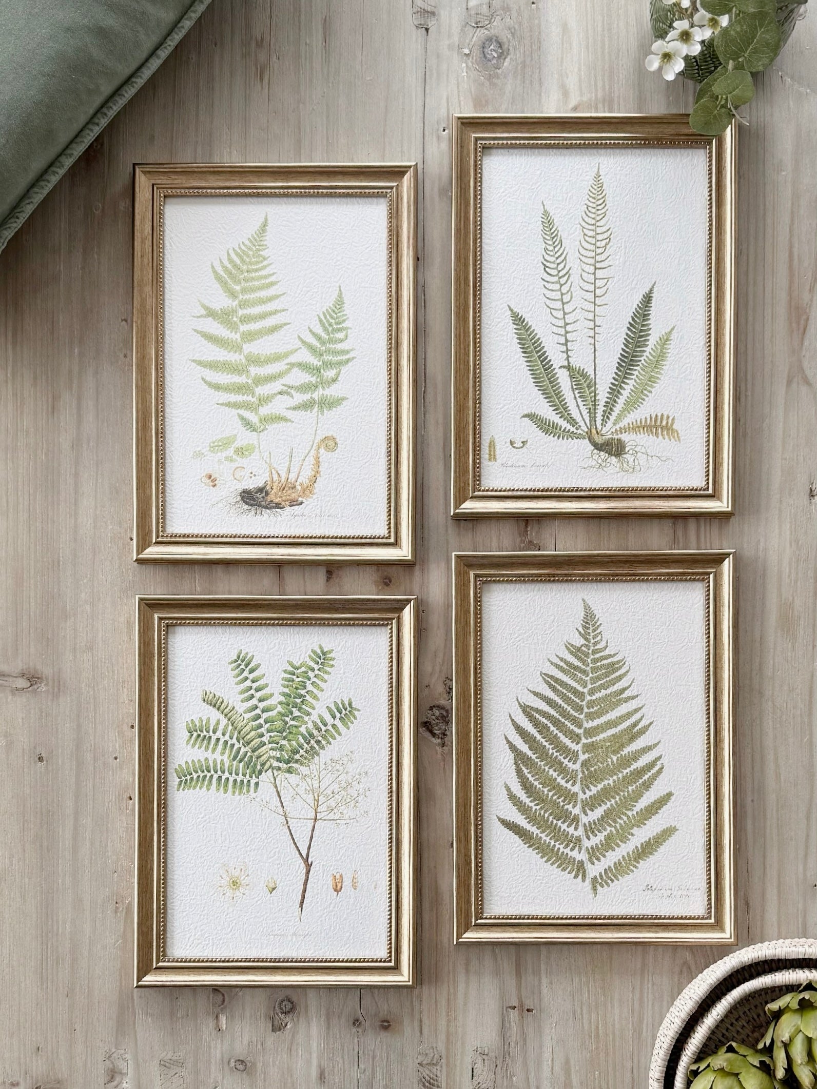 Set Of 4 Framed Ferns