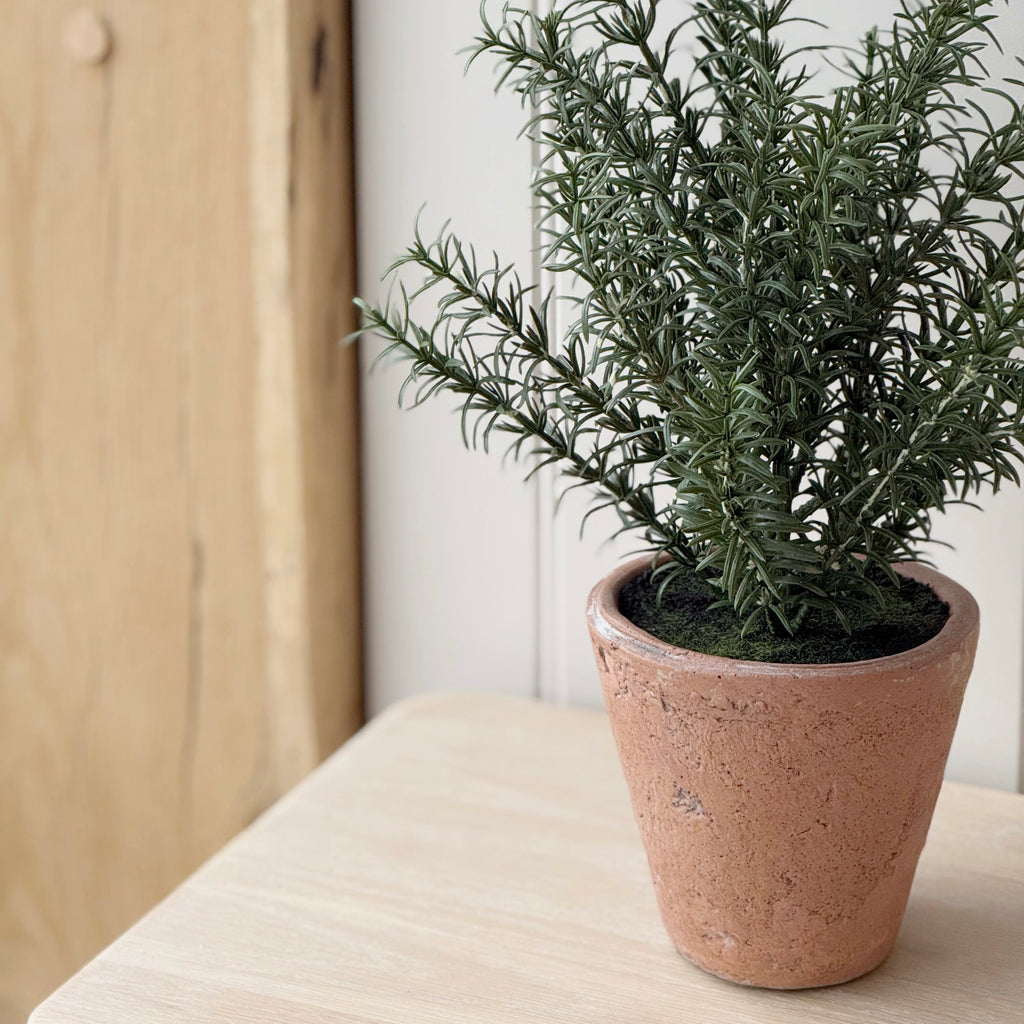Rosemary In Clay Pot