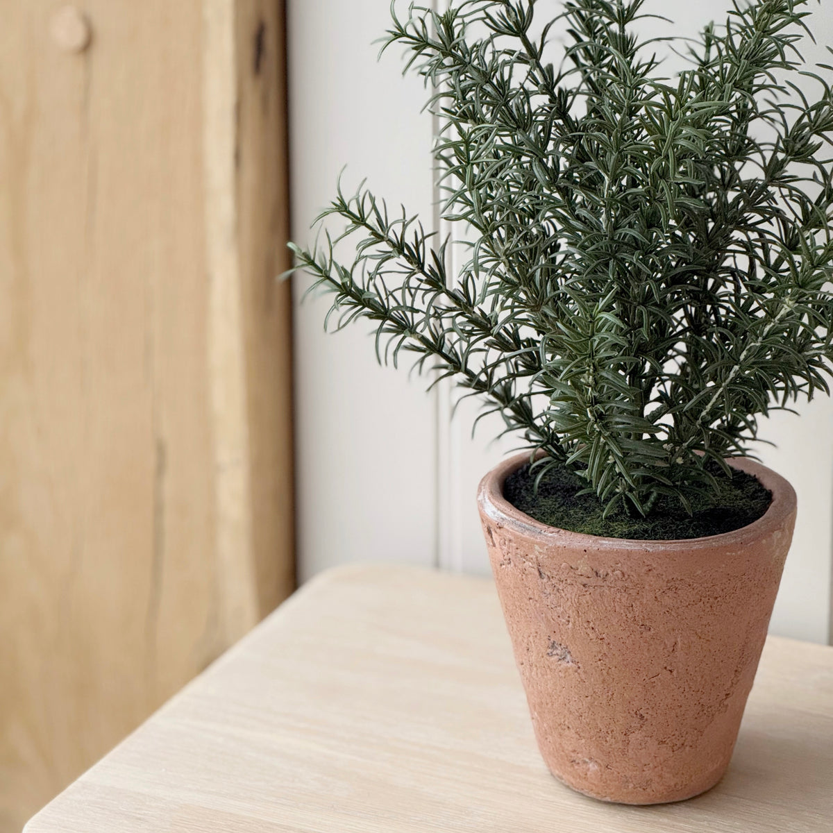 Rosemary In Clay Pot