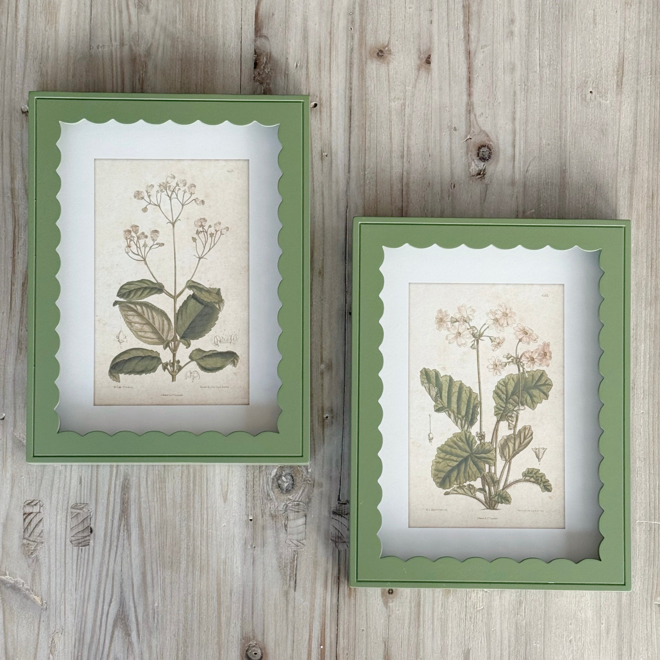 Set of 2 Scallop Primula Prints