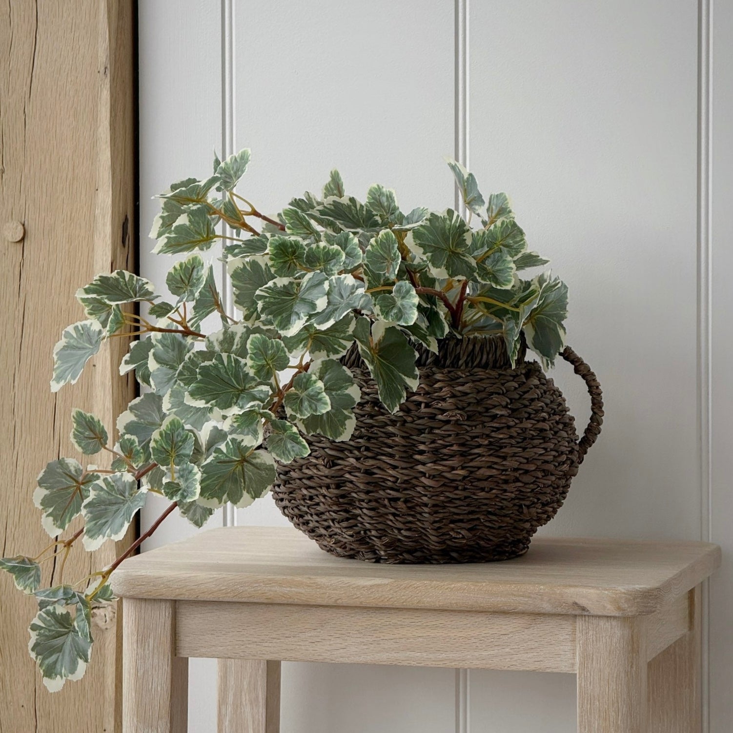 Geranium Leaf In Pot