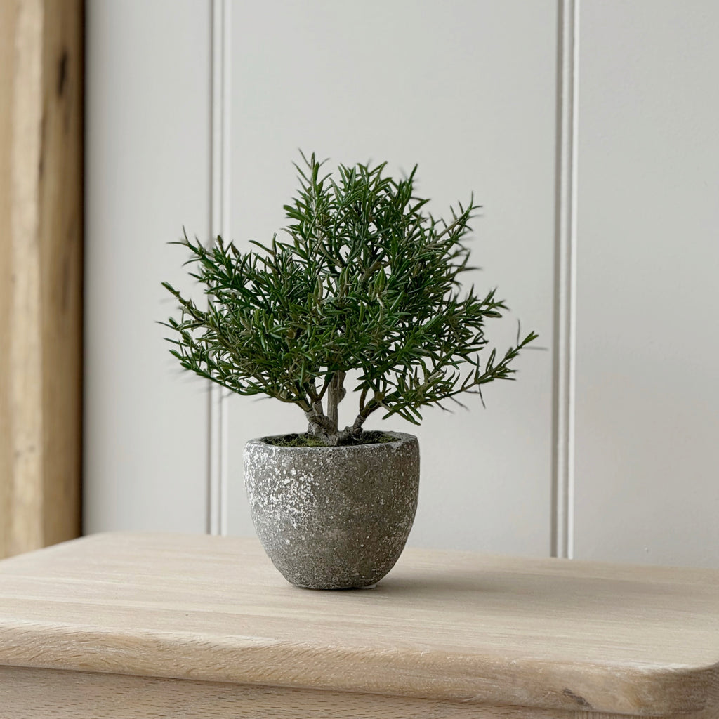 Rosemary Bush In Clay Pot