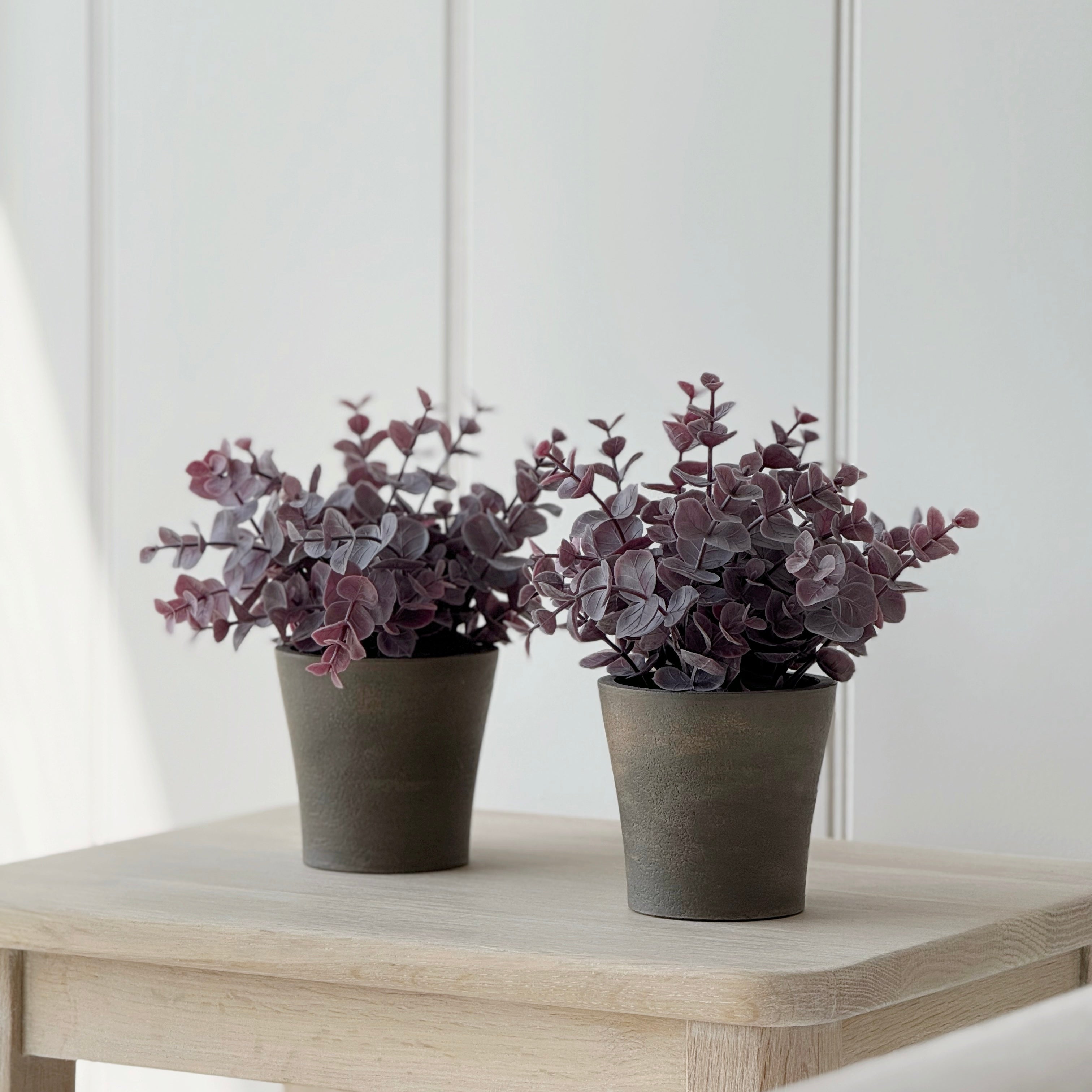 Potted Burgundy Eucalyptus