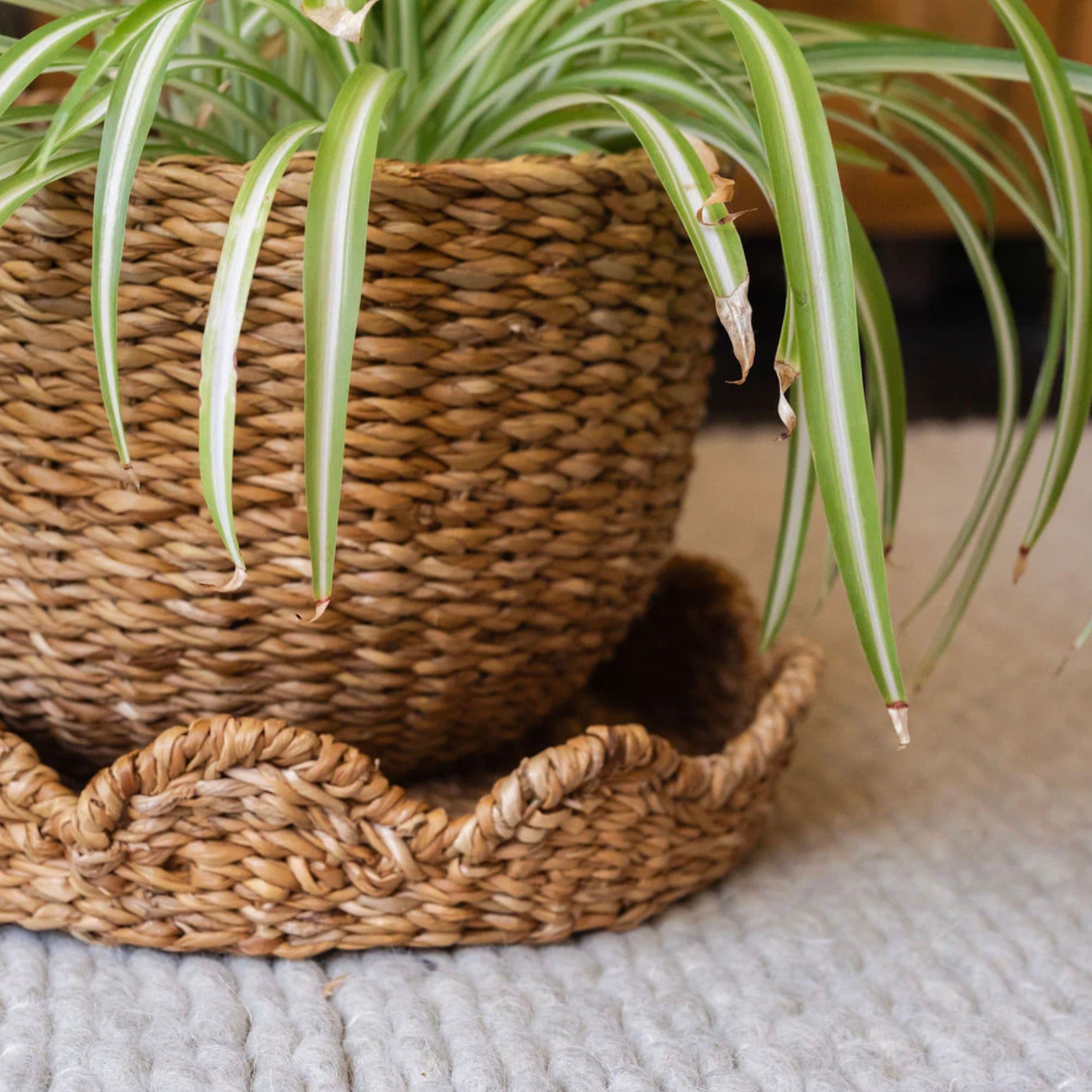 Scallop Lidded Storage Basket