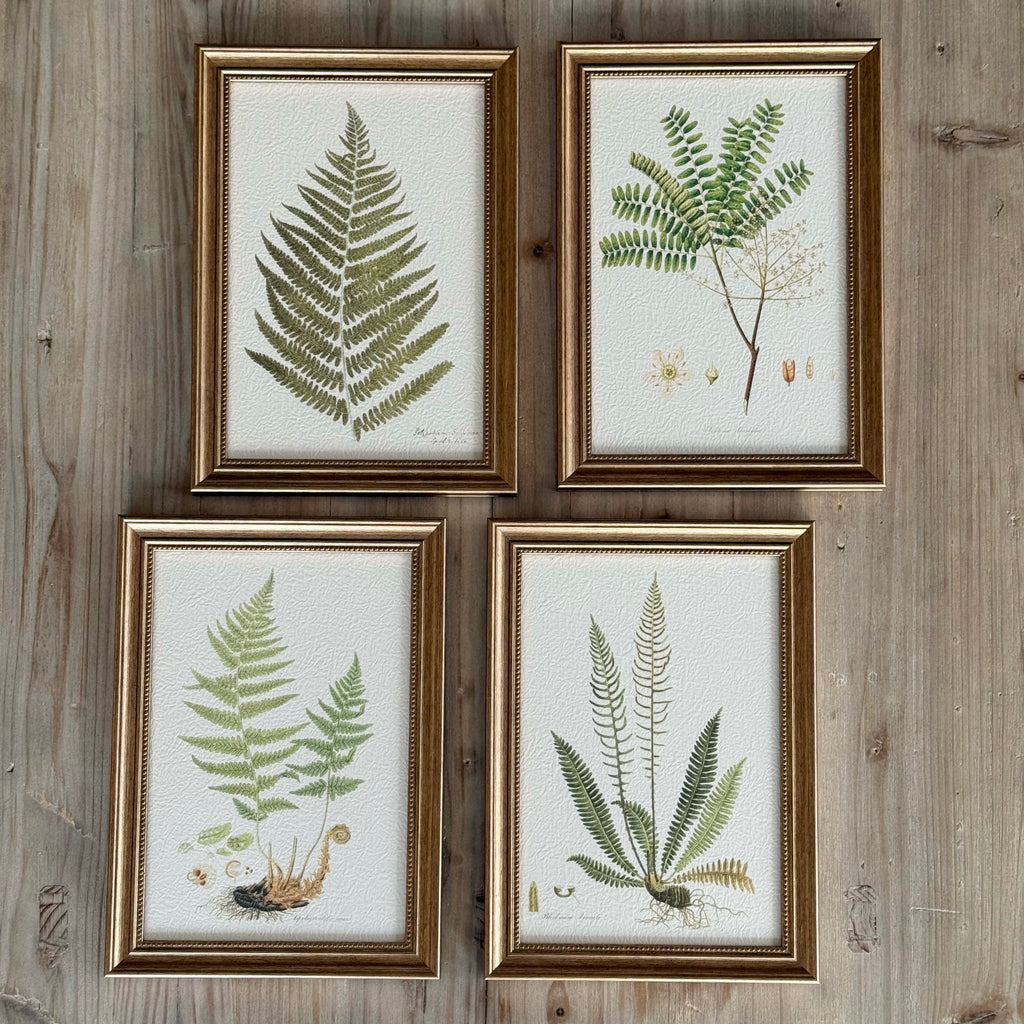 Set Of 4 Framed Ferns