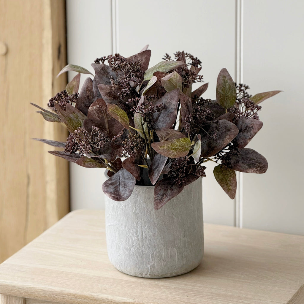 Potted Eucalyptus