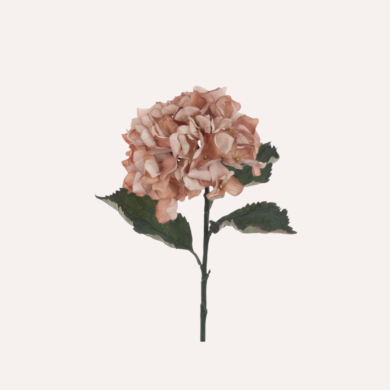 Autumn Blush Hydrangea Stem