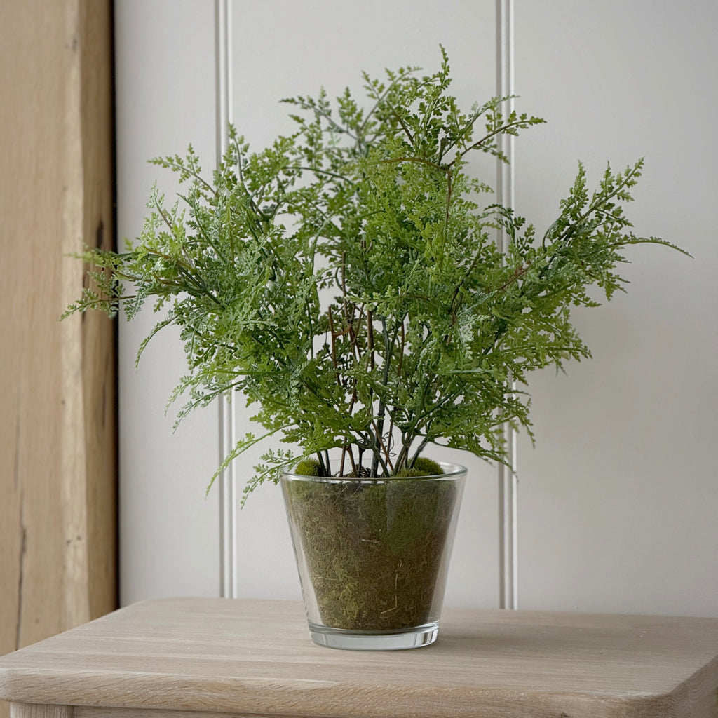 Fern Plant In Glass Pot