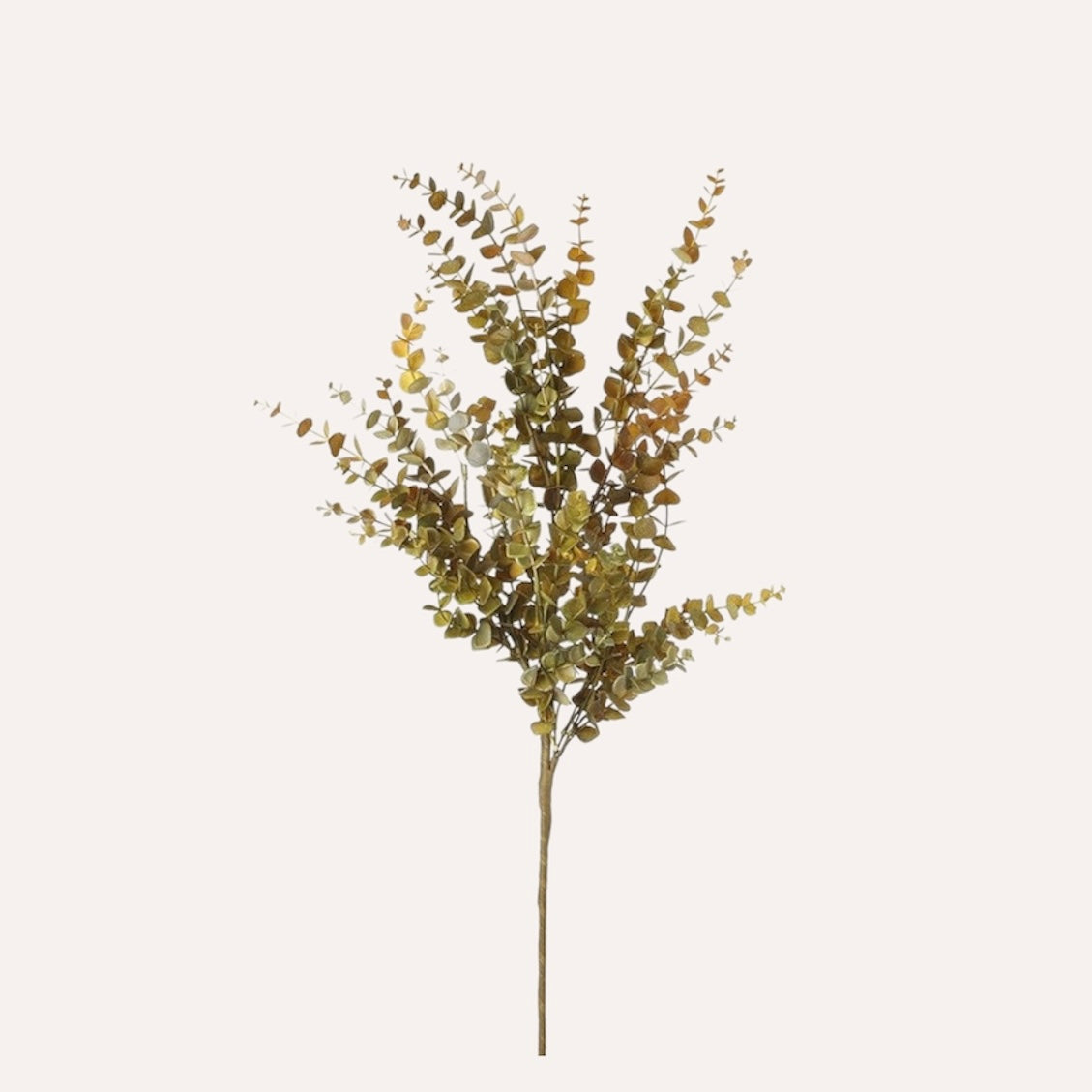 Autumnal Eucalyptus Stem