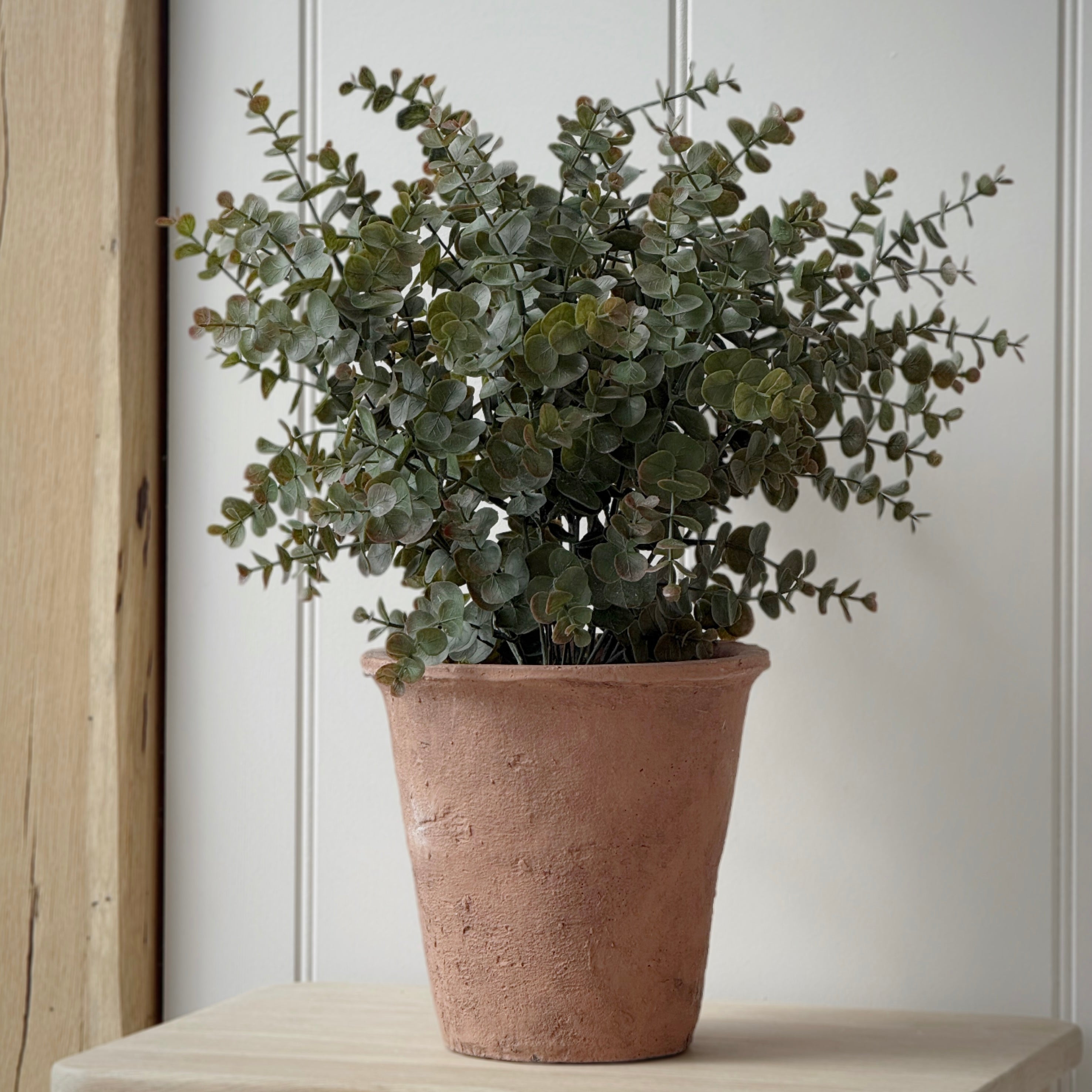 Large Potted Eucalyptus