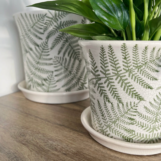 Fern Planter With Tray