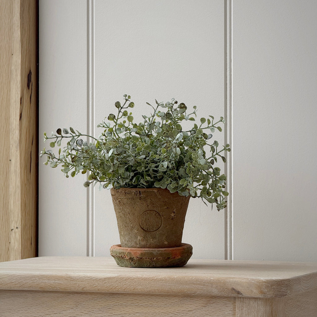 Small Kew Terracotta Pot