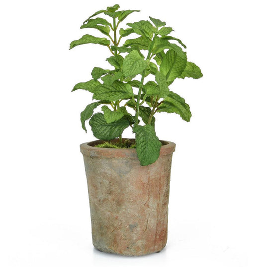 Potted Mint