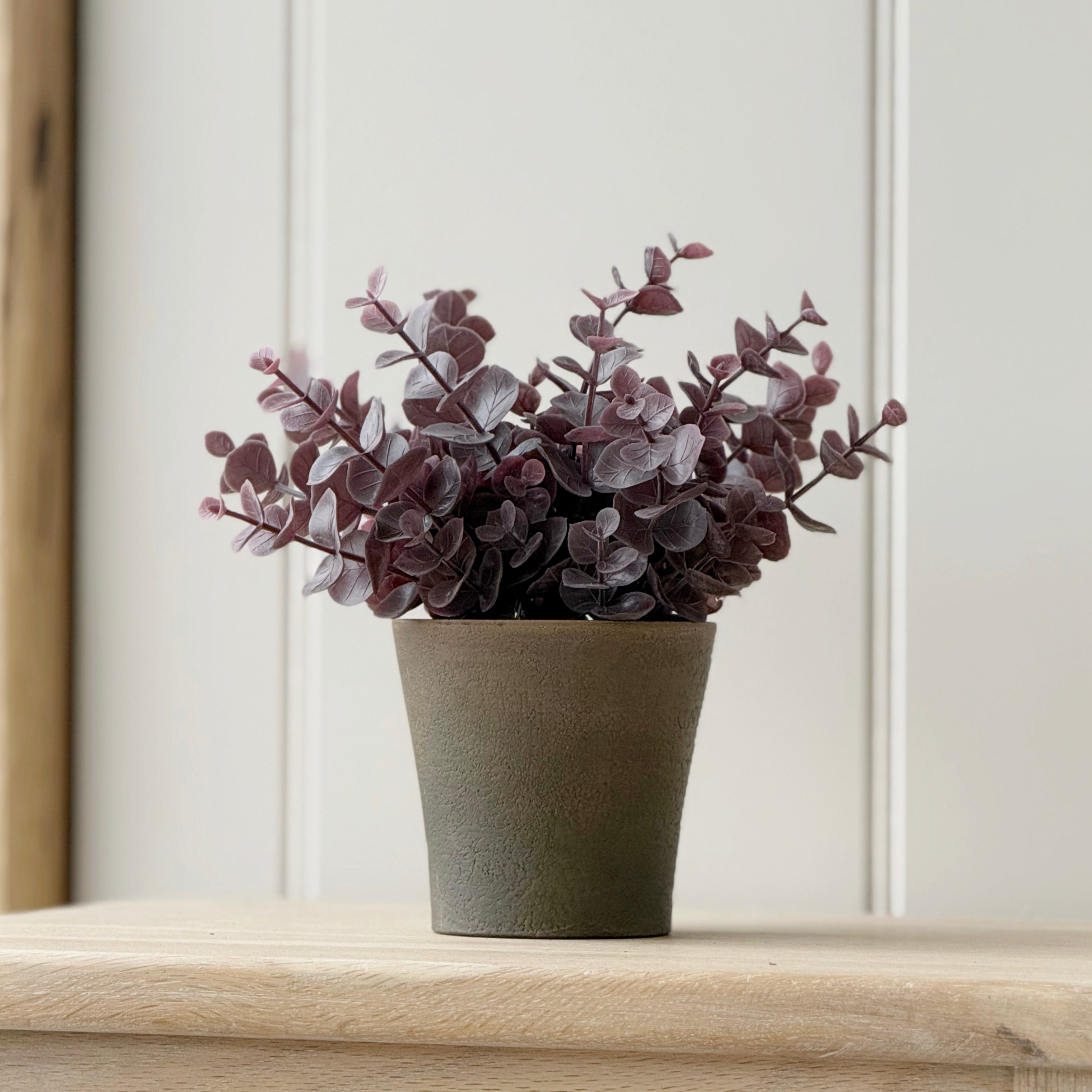 Potted Burgundy Eucalyptus