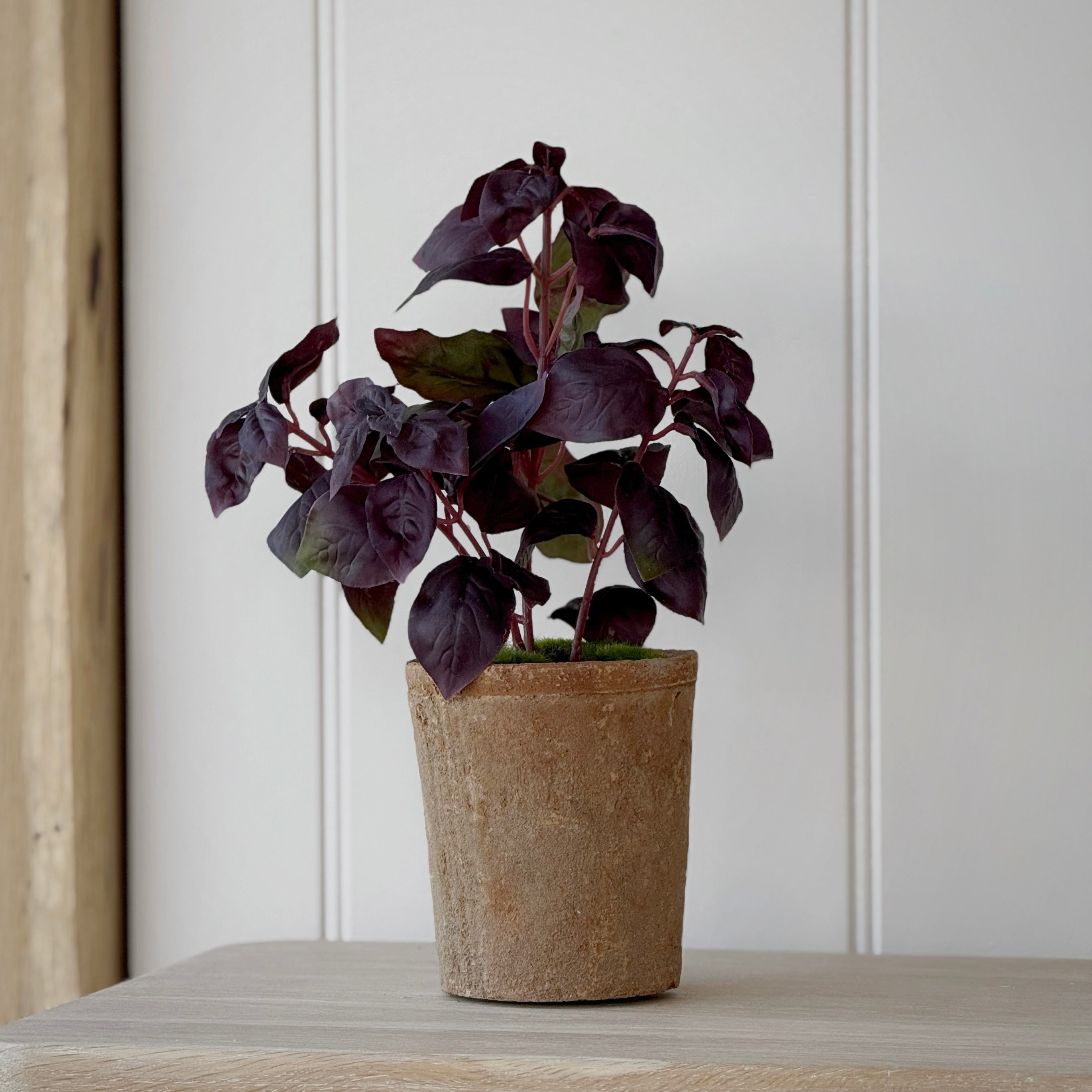 Potted Burgundy Basil