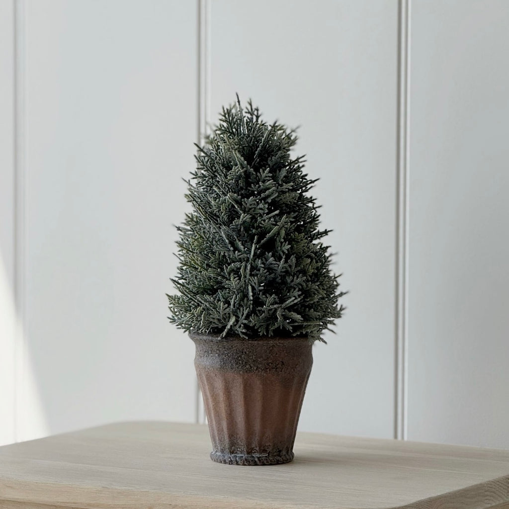 Cypress Tree In Pot