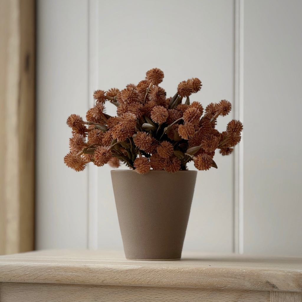 Allium Plant In Ceramic Pot