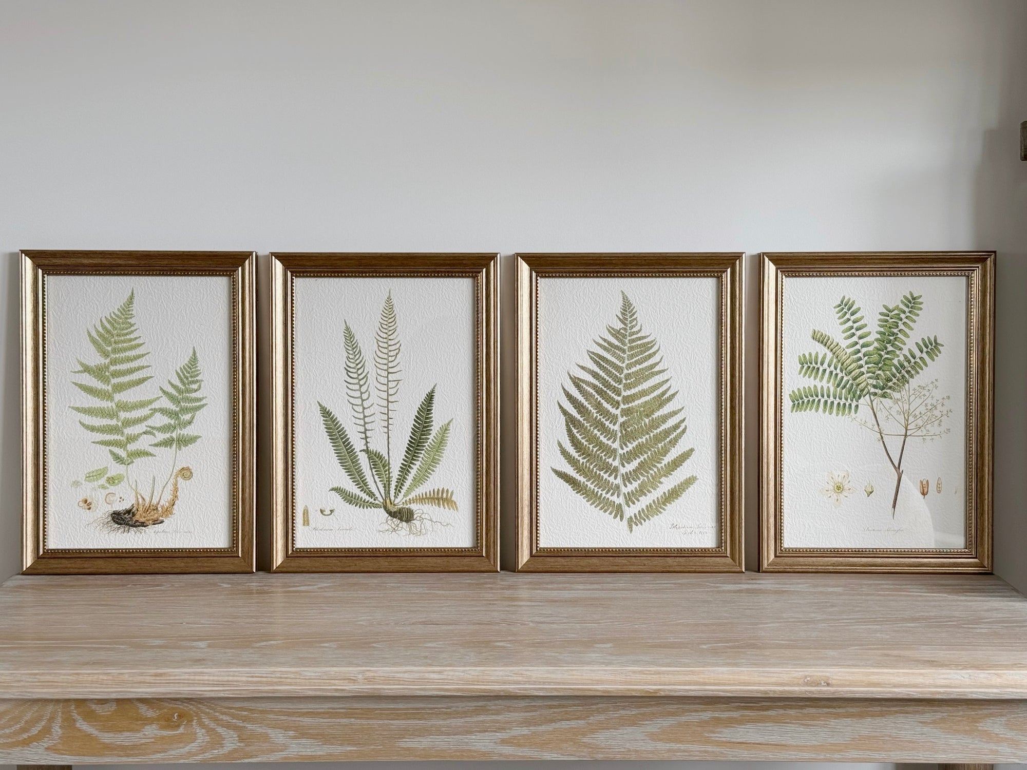 Set Of 4 Framed Ferns