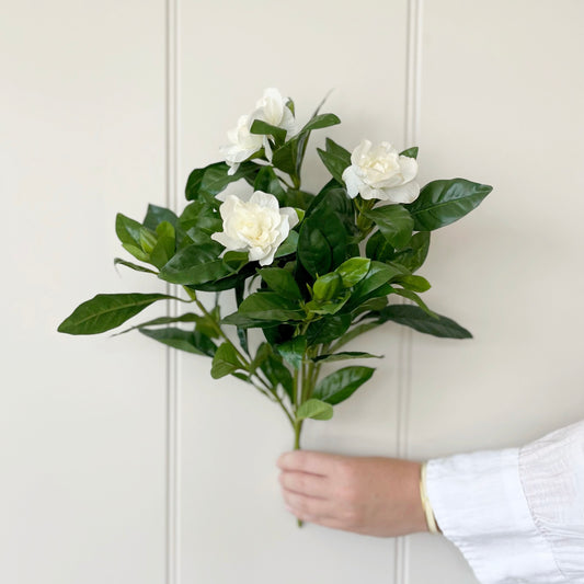 Flowering Gardenia Bush