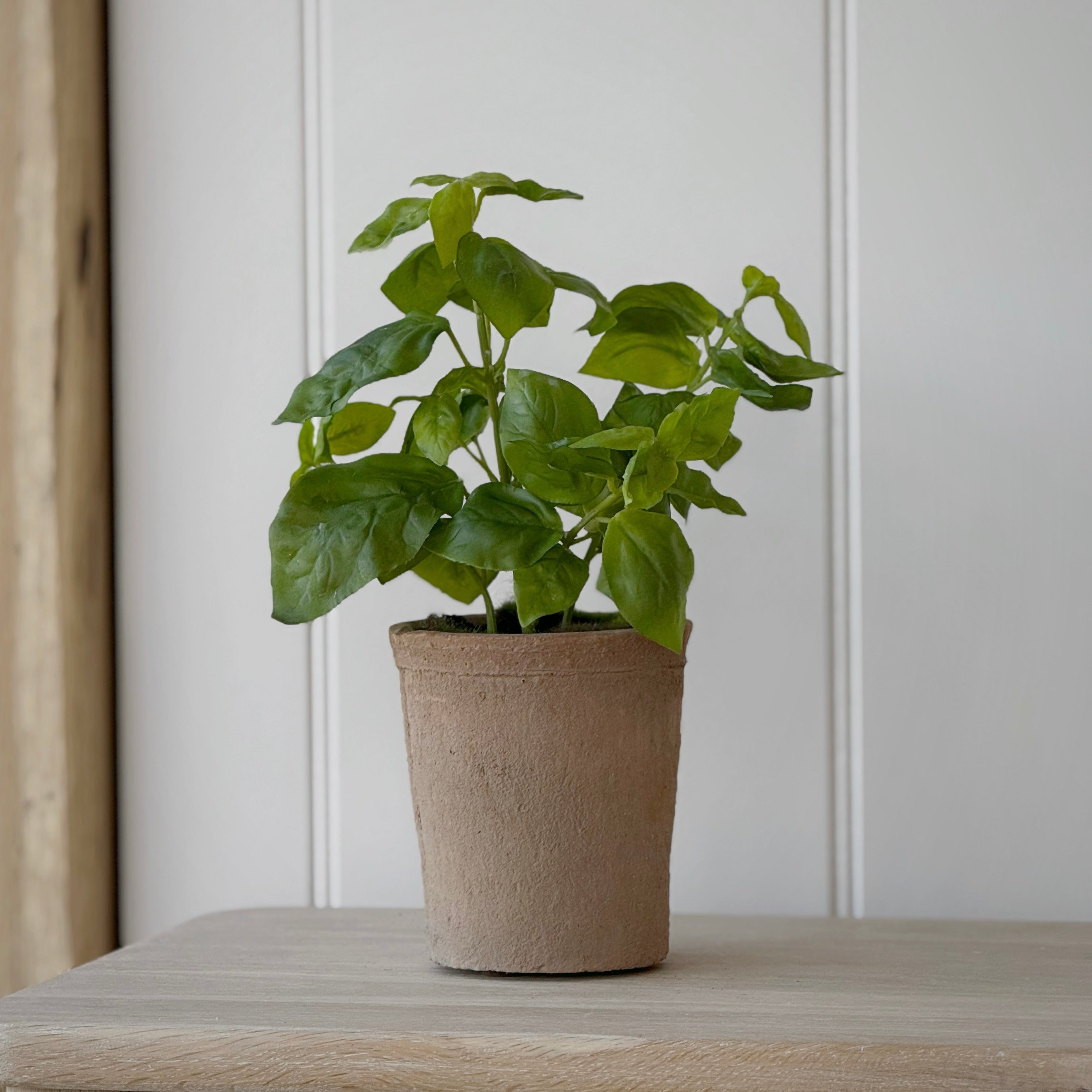 Potted Basil