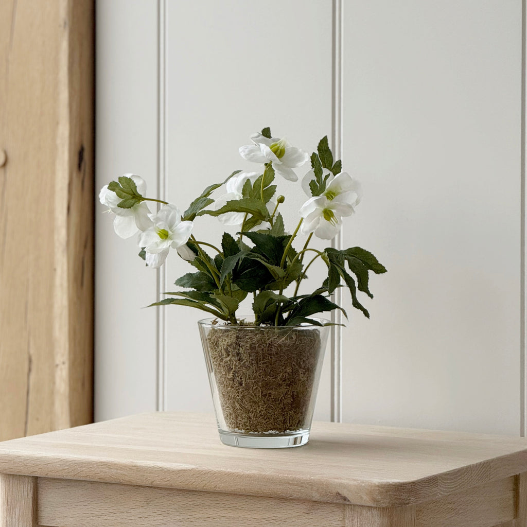 Christmas Rose Plant In Glass Pot
