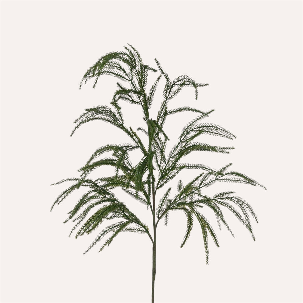 Norfolk Pine Branch