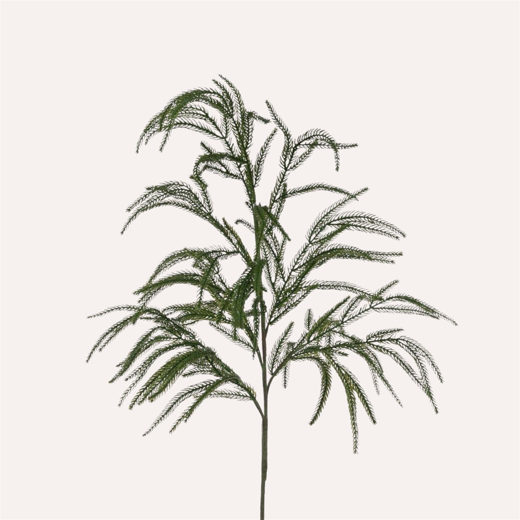 Norfolk Pine Branch