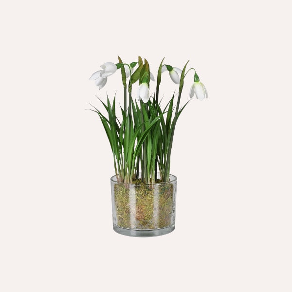 Snowdrop Plant In Glass Pot