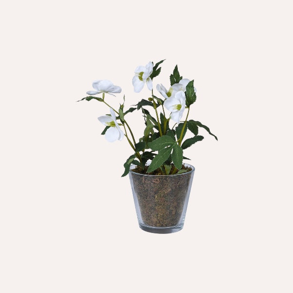 Christmas Rose Plant In Glass Pot