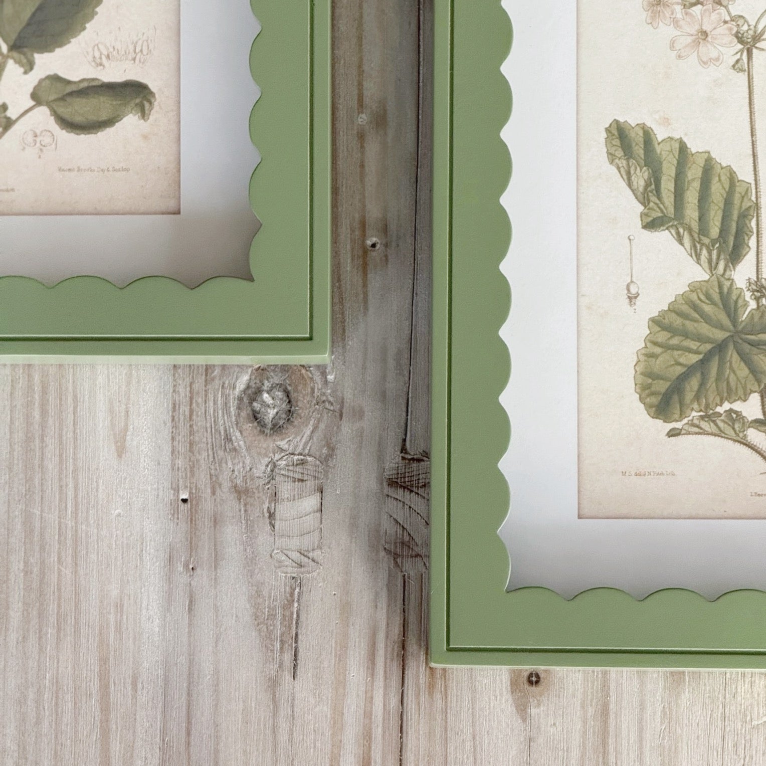 Set of 2 Scallop Primula Prints