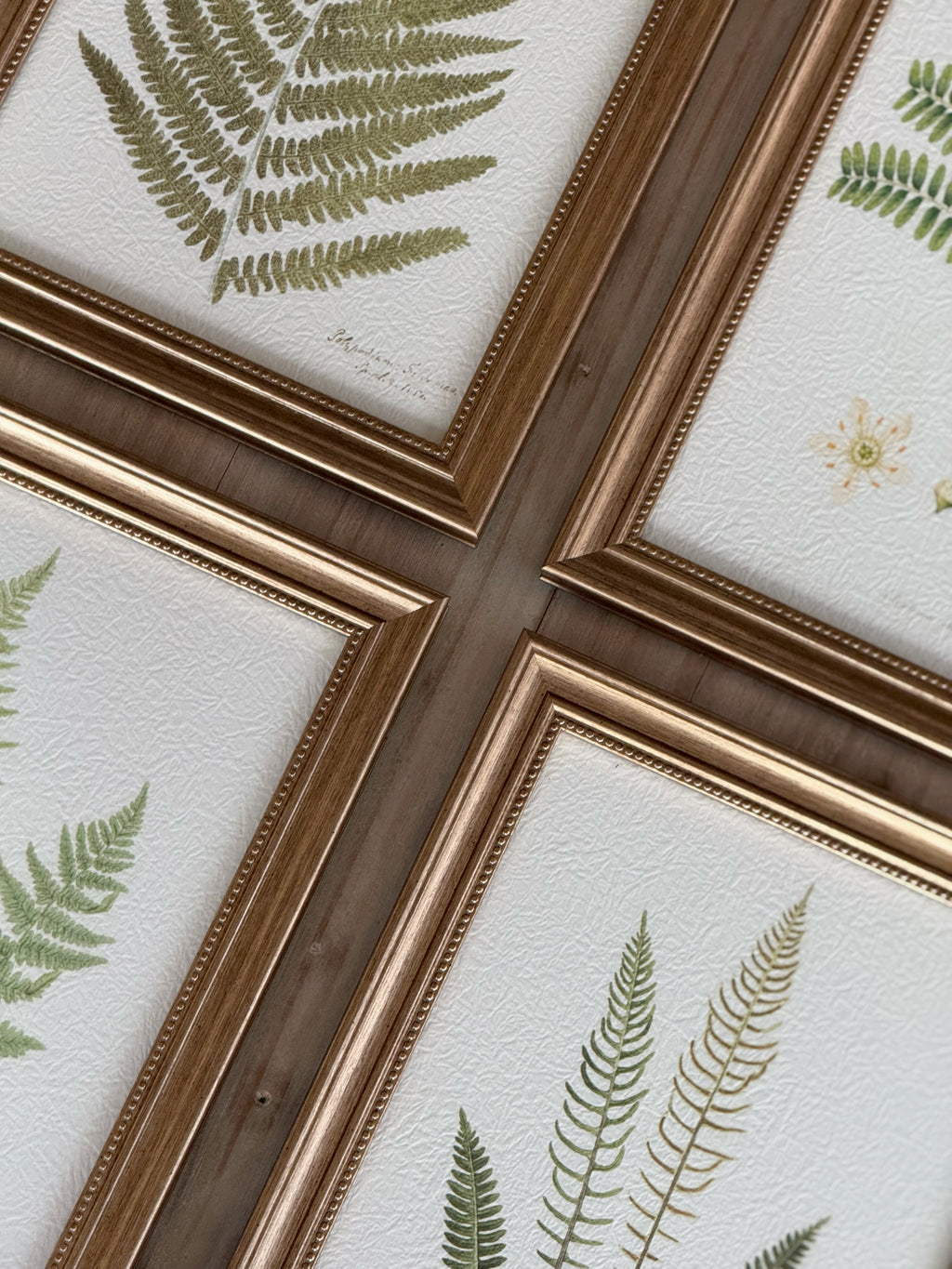 Set Of 4 Framed Ferns