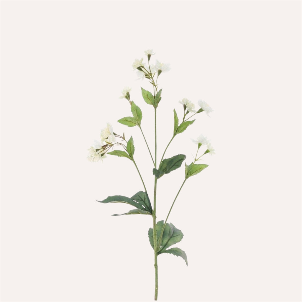 Astrantia Spray