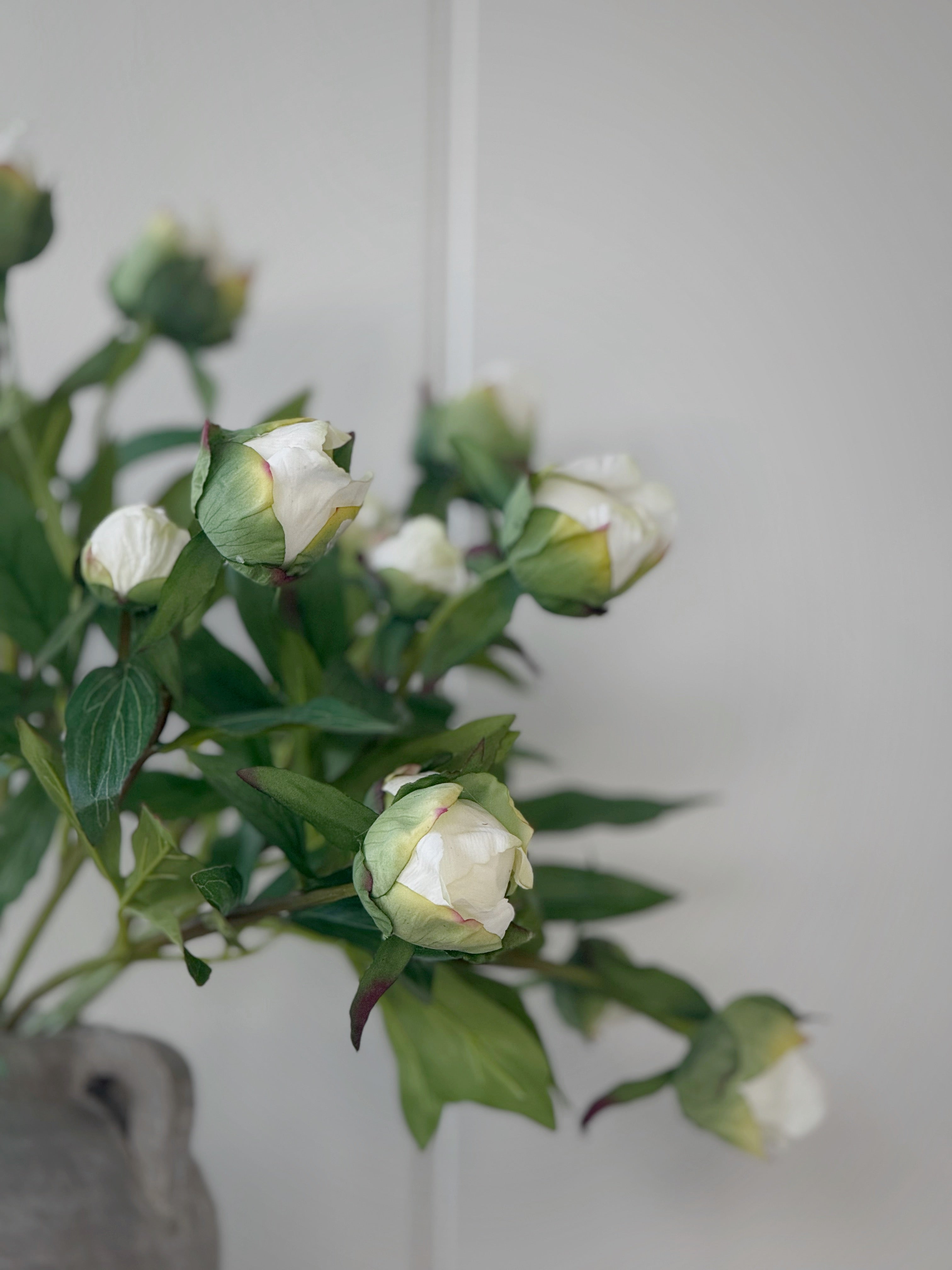 White Peony Bud Stem