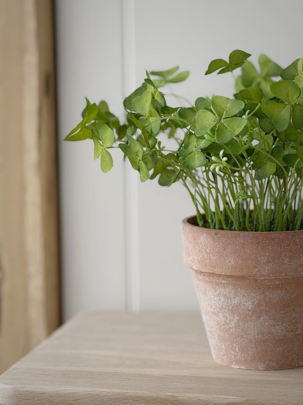 Clover Plant In Pot
