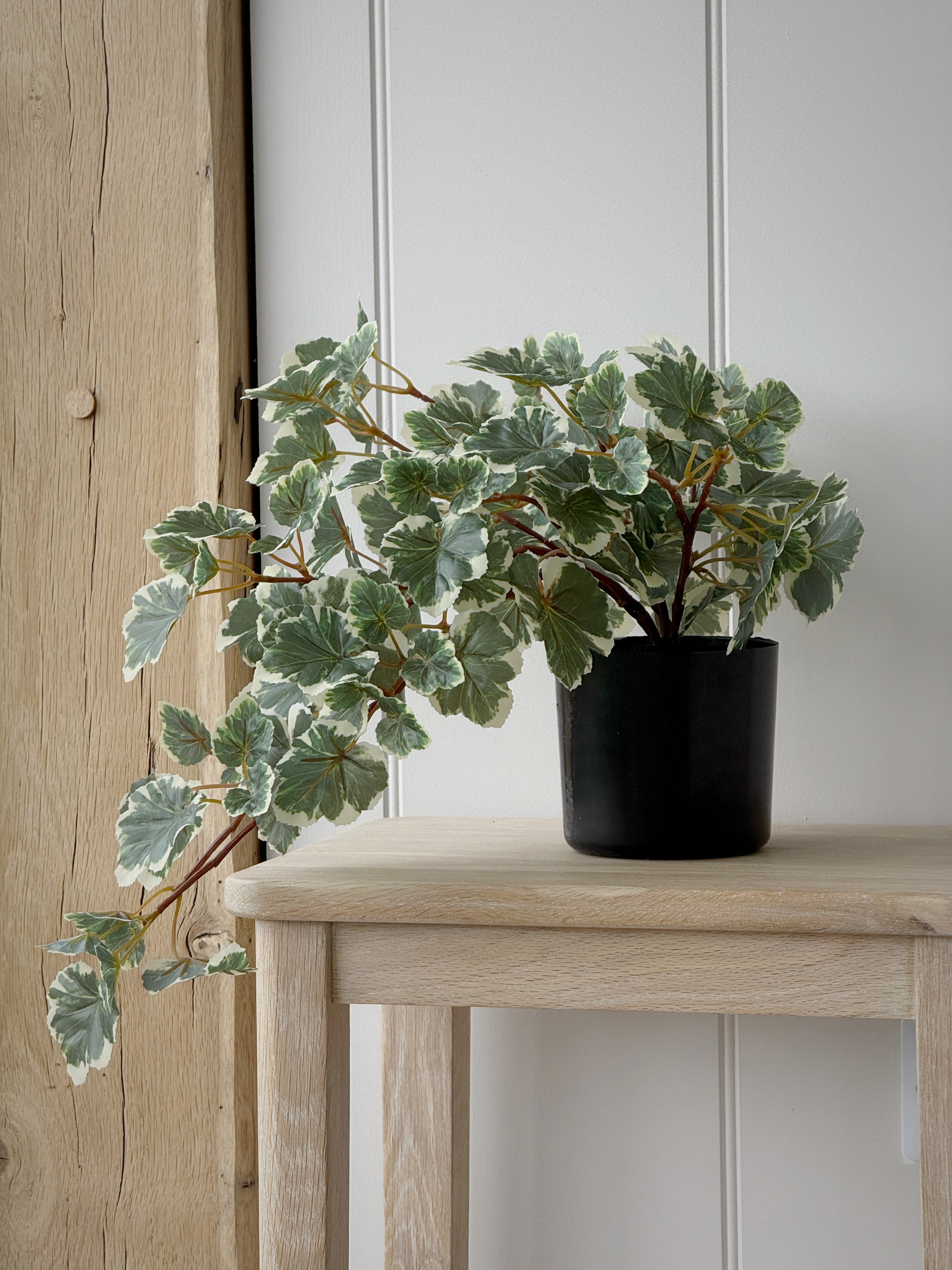 Geranium Leaf In Pot