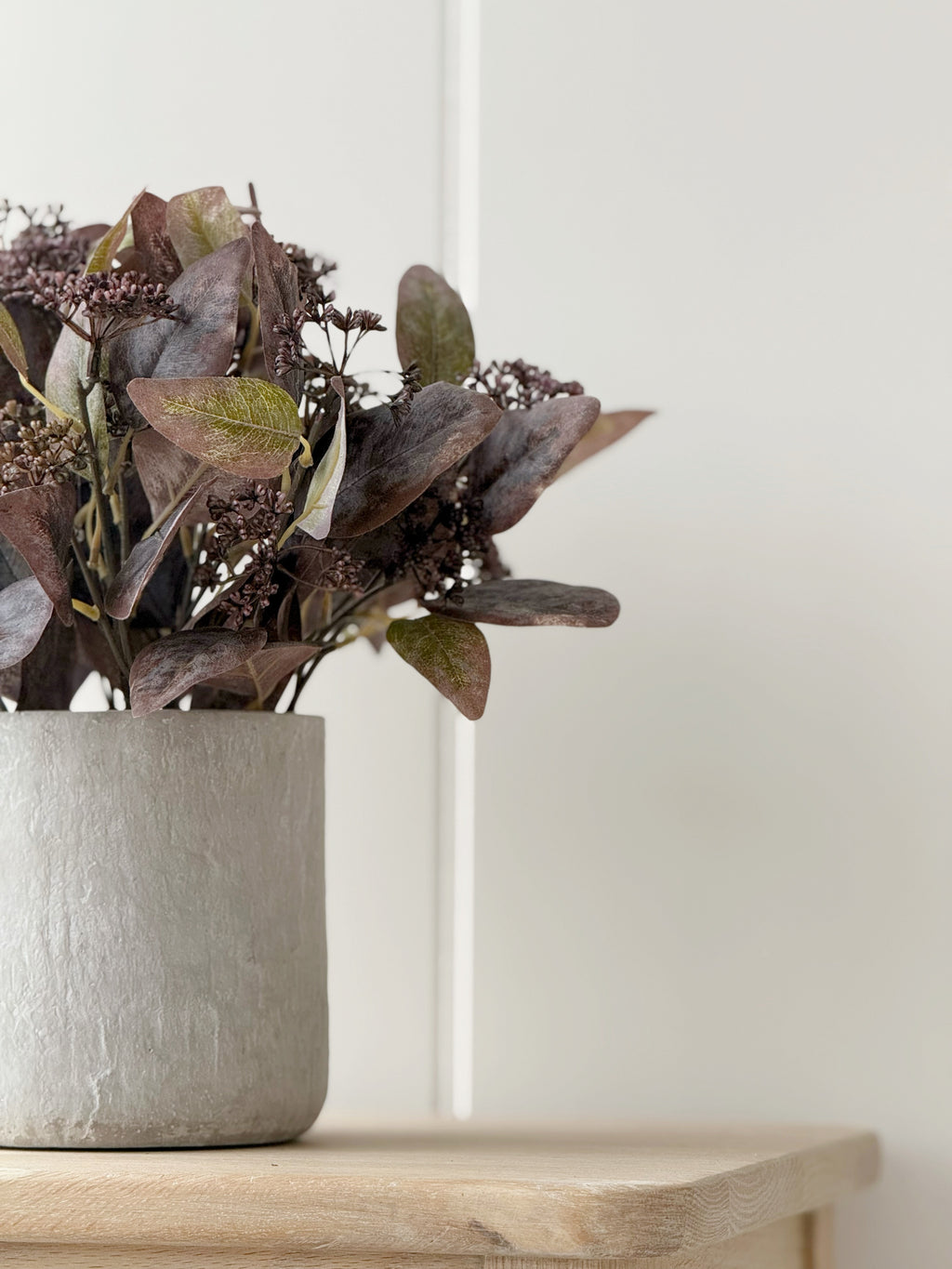 Potted Eucalyptus